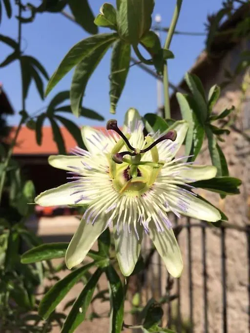 Maison Fauvel, Natur Pur Najac Hébergement de vacances